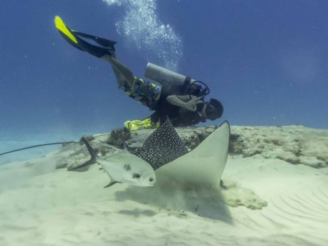  与鳐鱼一起潜水 